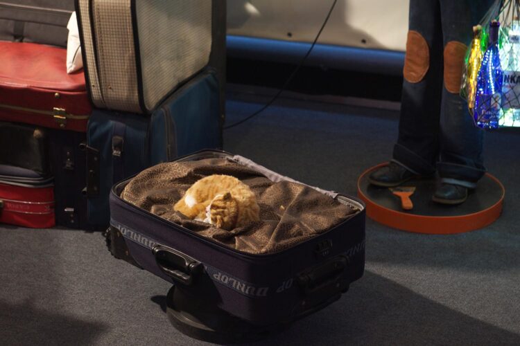 Экспозиция МУзея МУсора «МУ МУ»