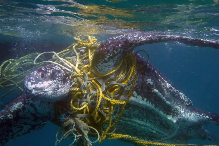 Какой мусор служит причиной  гибели морских черепах?