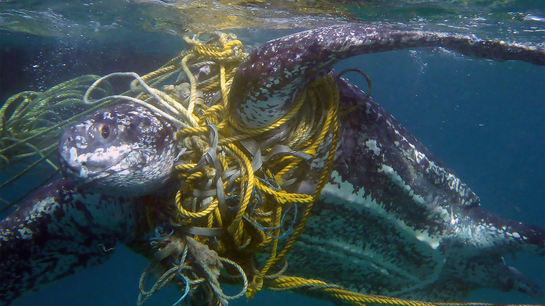 Какой мусор служит причиной гибели морских черепах?