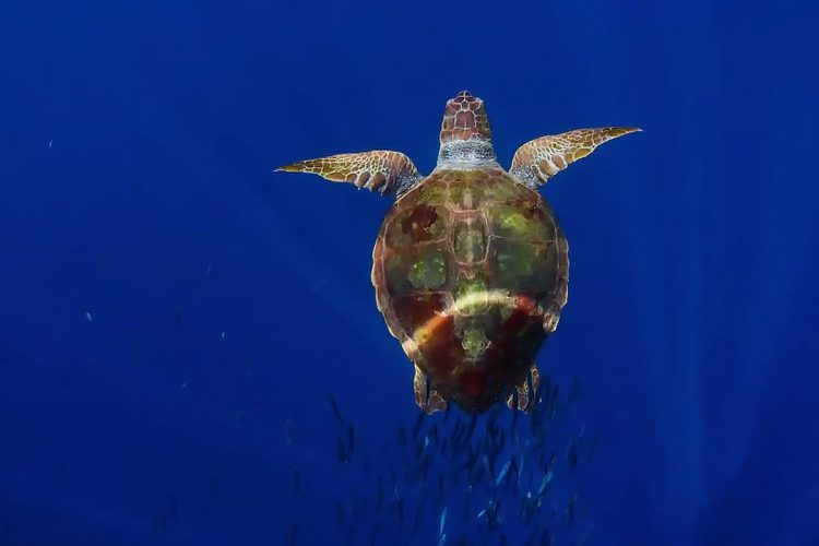 Какой мусор служит причиной  гибели морских черепах?