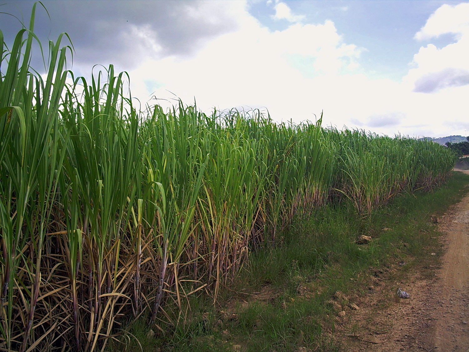 Бразилия сахарный тростник. Биоэтанол сахарный тростник. Сахарный тростник фото. Кукурузный тростник. Соевый тростник.