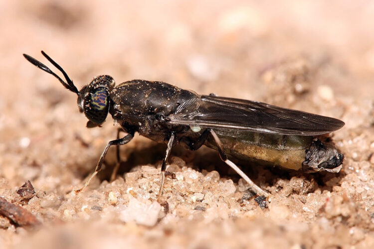 Мушариум — разведение мух как экобизнес